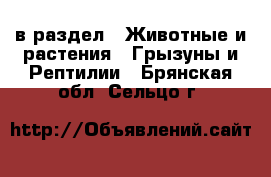  в раздел : Животные и растения » Грызуны и Рептилии . Брянская обл.,Сельцо г.